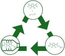 Graphical abstract of publication with DOI: 10.1039/D5PY00401B